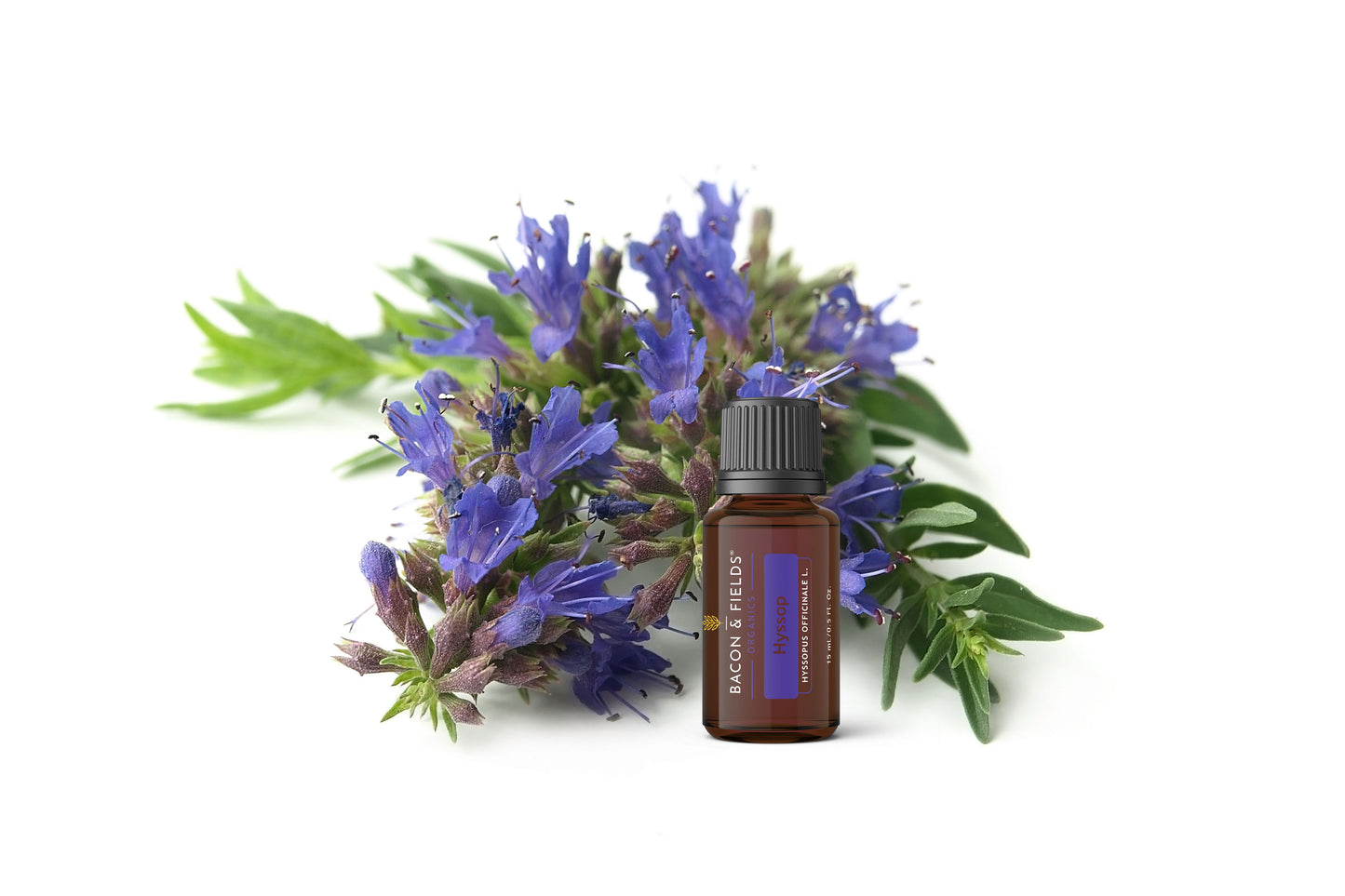 Hyssop Organic Essential Oil 15 mL